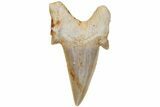 Fossil Shark Tooth (Otodus) - Morocco #211888-1